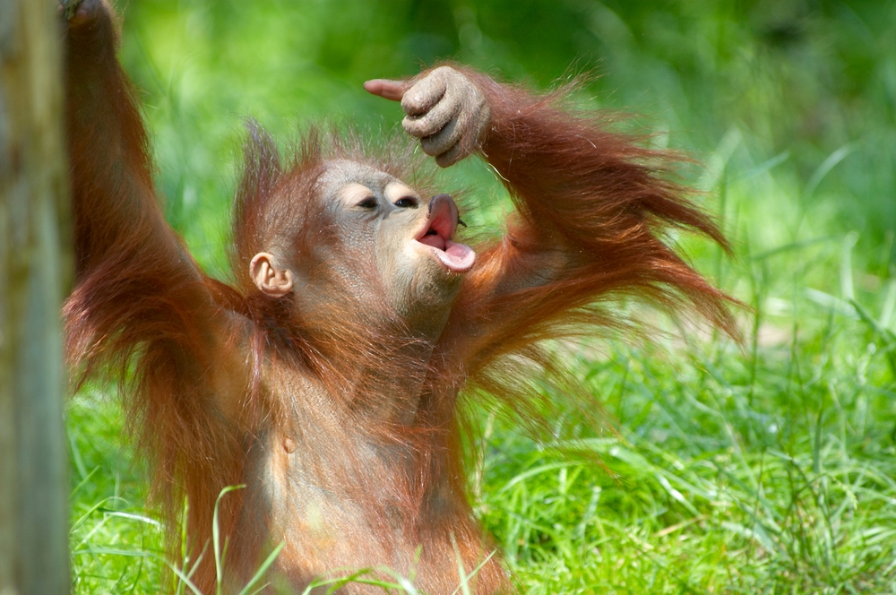monkey solo SS.JPG